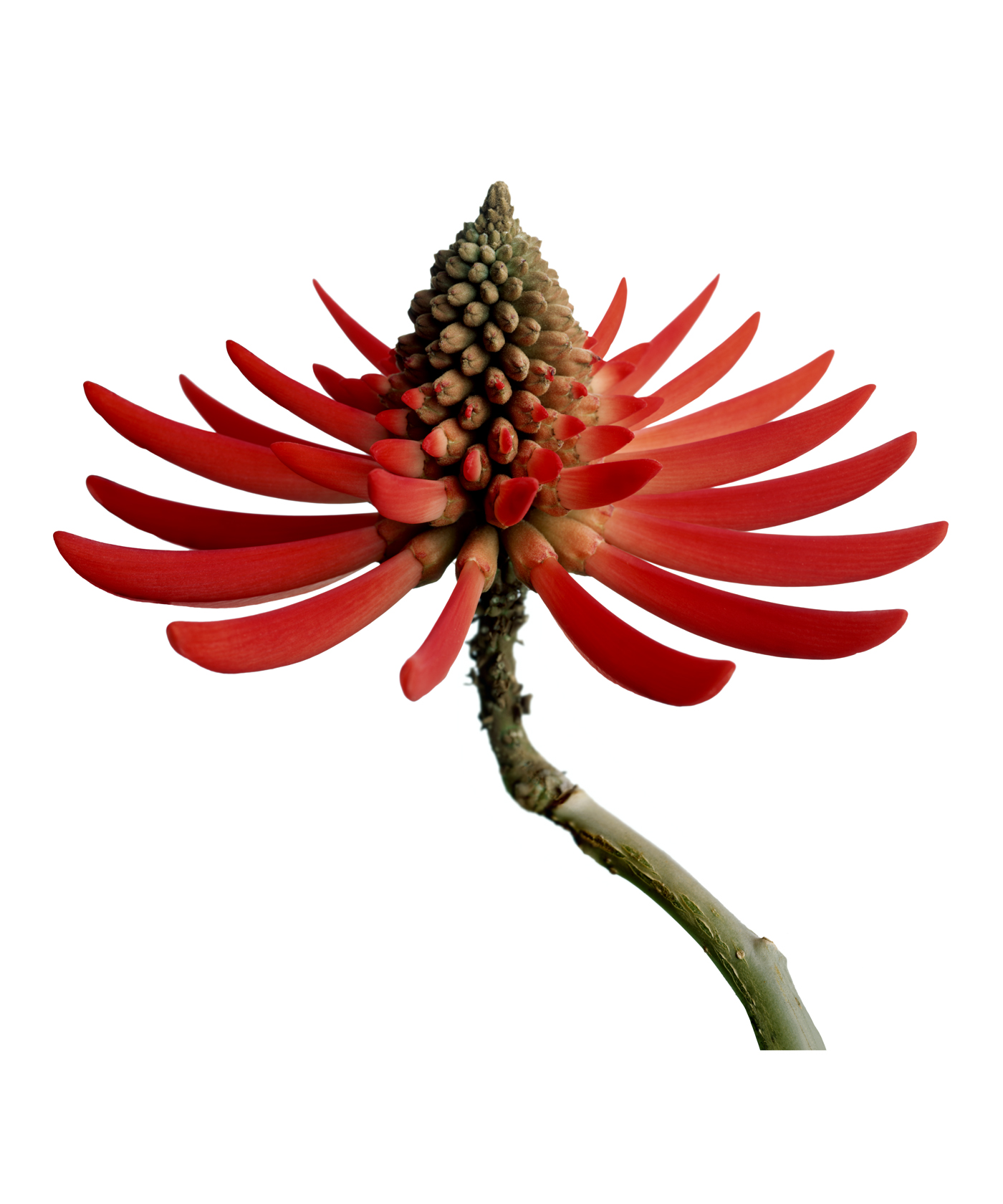 a Coral Tree Flower