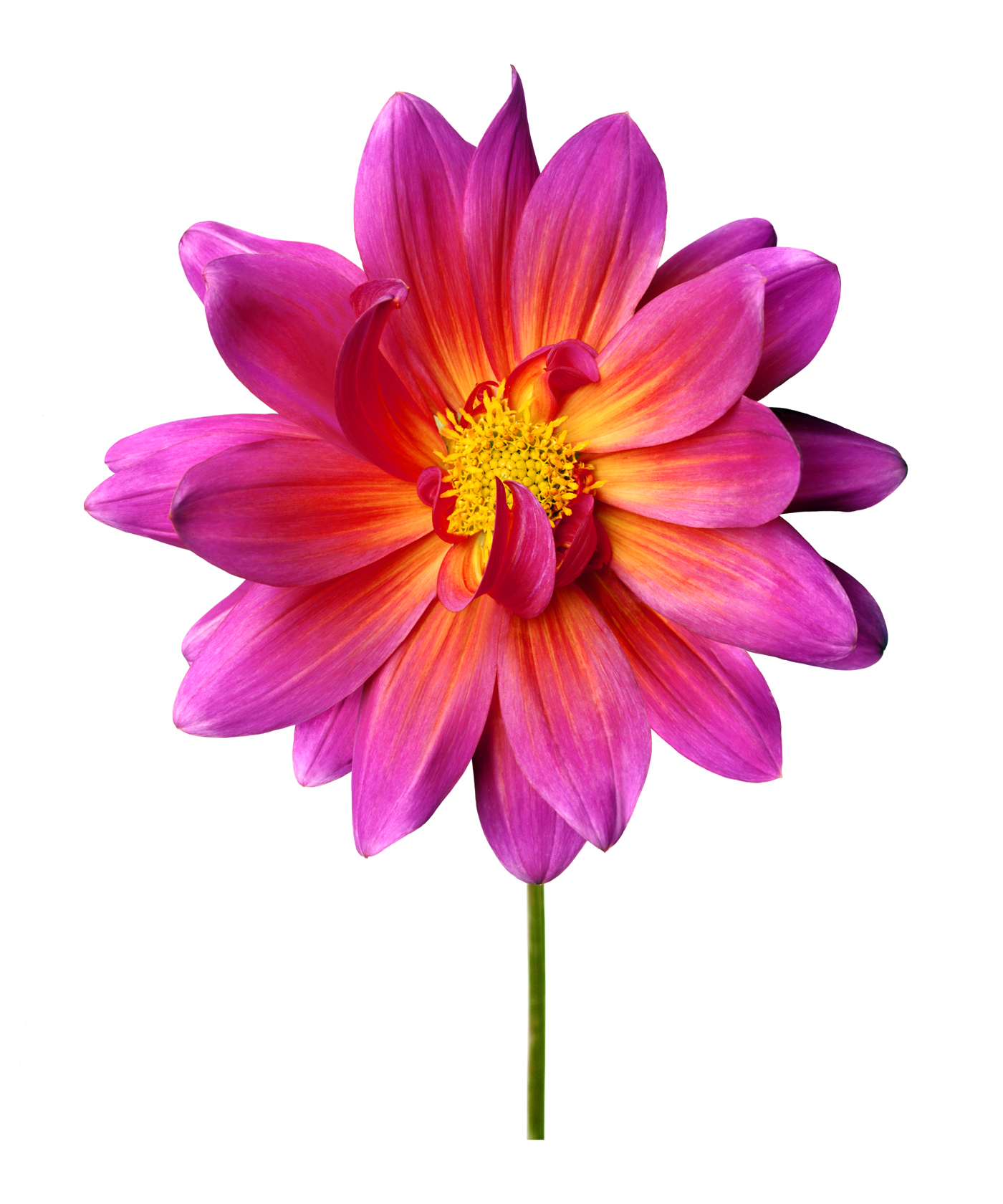 a Dahlia Winsome