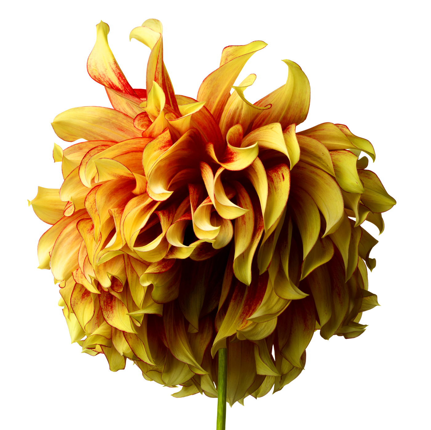 a Dahlia underside