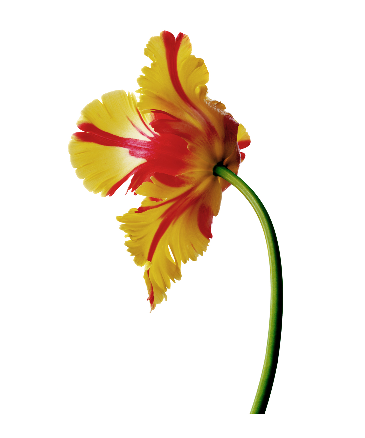 a Flaming Parrot Tulip