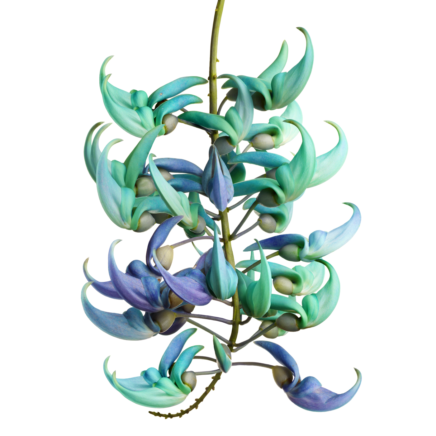 a Jade Vine ip6