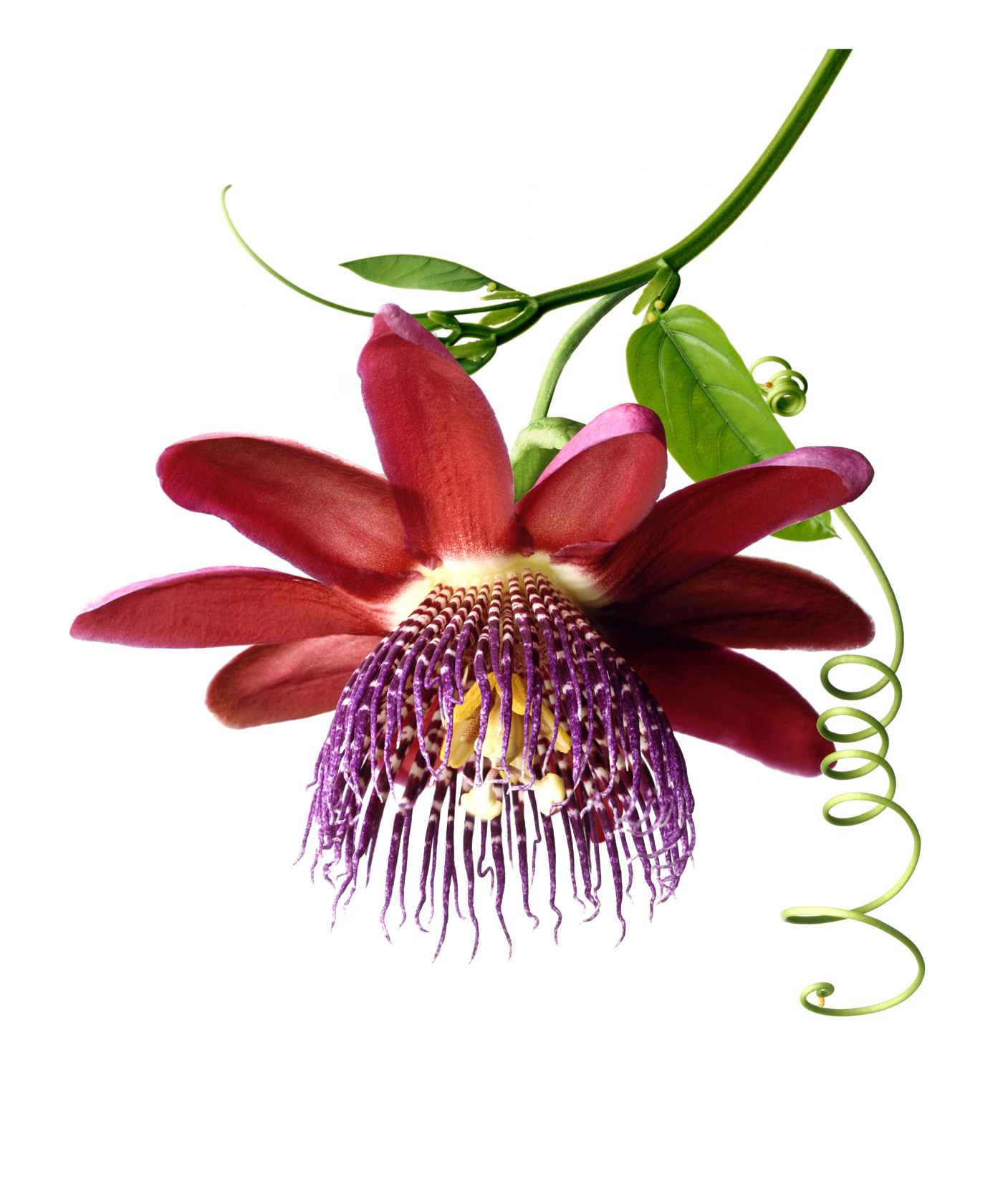 a Passiflora Quadrangularis