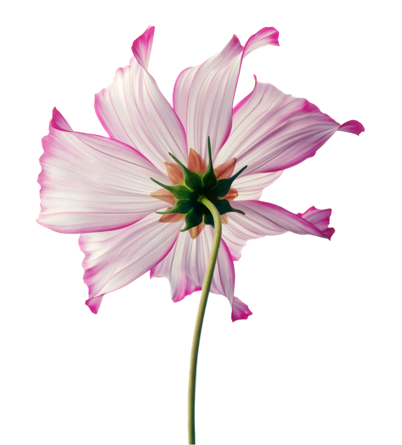 a Picotee Cosmos 2