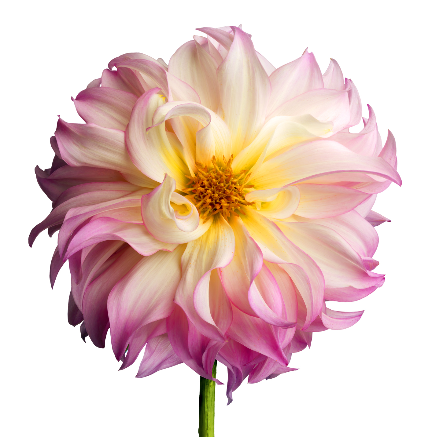 a Pink and White dahlia 2