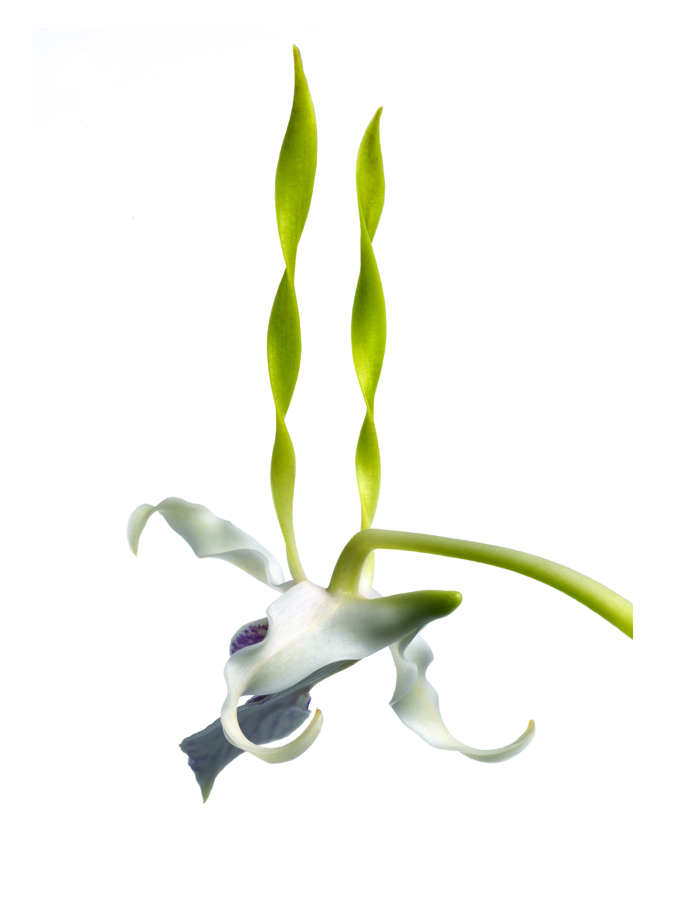 a twist orchid