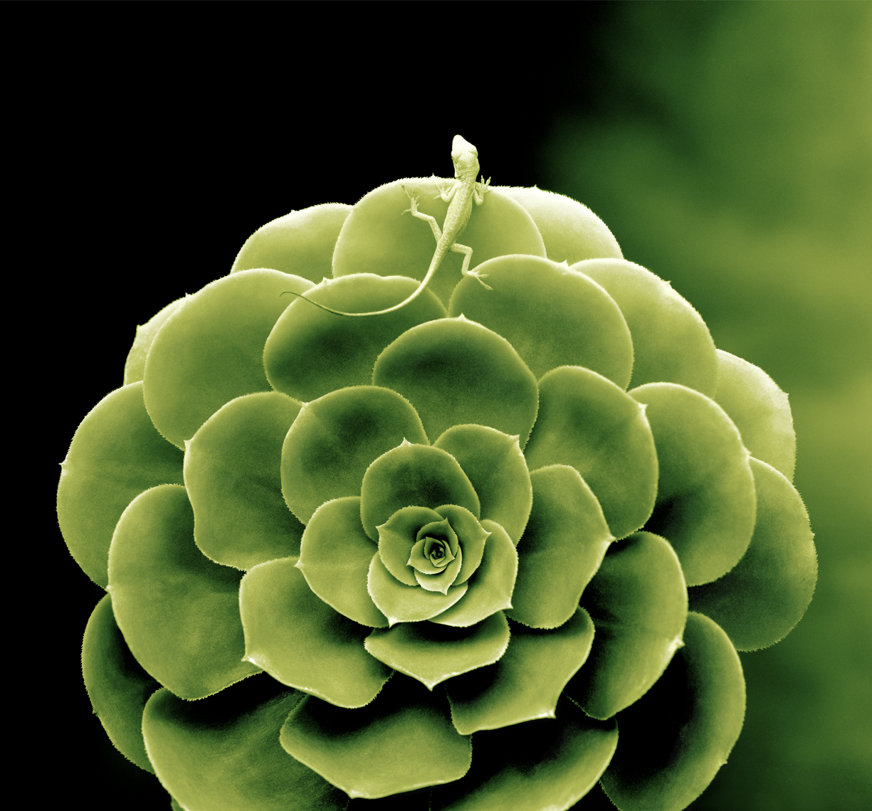 l aeonium